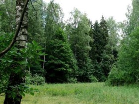 Химкинский лес. Фото: с сайта ecmo.ru