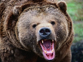Медведь. Фото с сайта: www.viptrophy.com