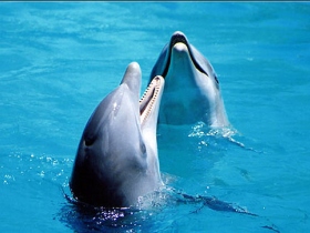 Дельфины. Фото: radikal.ru