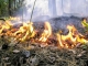 Пожар в лесу. Фото с сайта www.img-2006-04.photosight.ru
