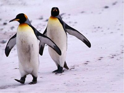 Антарктида, пингвины. Фото: lib.podelise.ru