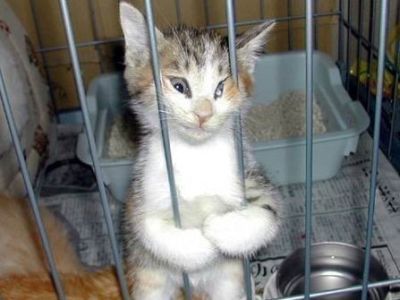 Котенок в клетке. Фото: petsmagazin.ru