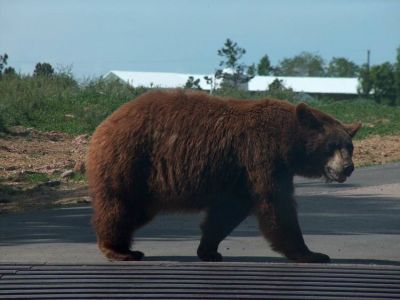 Медведь около деревни. Фото: rrnews.ru
