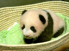 Панда Сян-Сян в токийском зоопарке. Фото Reuters, источник - 24chasa.bg