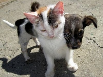 Бездомные котенок и щенок. Фото: profvesti.org