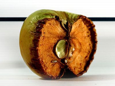 Засохшее яблоко. Фото: infoprivorot.ru