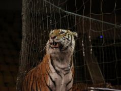На фото: тигр в Кировском цирке. Источник: progorod43.ru