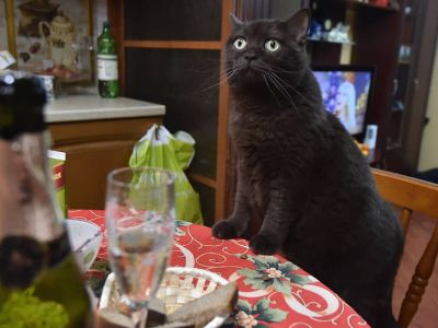 Черный кот за накрытым праздничным столом. Фото: Анатолий Жданов / Коммерсант